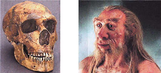 ネアンデルタール頭骨＆胸像模型　約15～3万年前