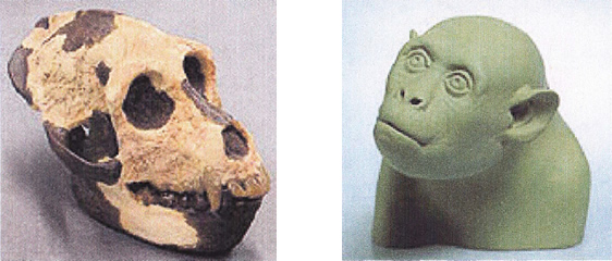 エジプトピテクス・ズーシス頭骨＆胸像模型　約3,400万年前