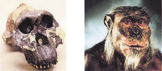パラントロプス・ボイセイ頭骨＆胸像模型　約180万年前