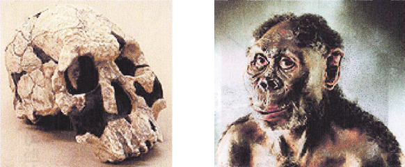 ホモ・ルドルフェンシス頭骨＆胸像模型　約180～190万年前