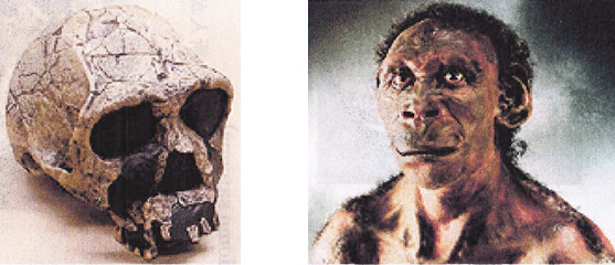 ホモ・エルガスター頭骨＆胸像模型　約250万年前