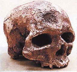 ホモ・サピエンス頭骨（クロマニヨン人）　約3万年前 現代人とほとんど変わりません。